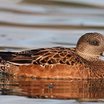 American Wigeon
